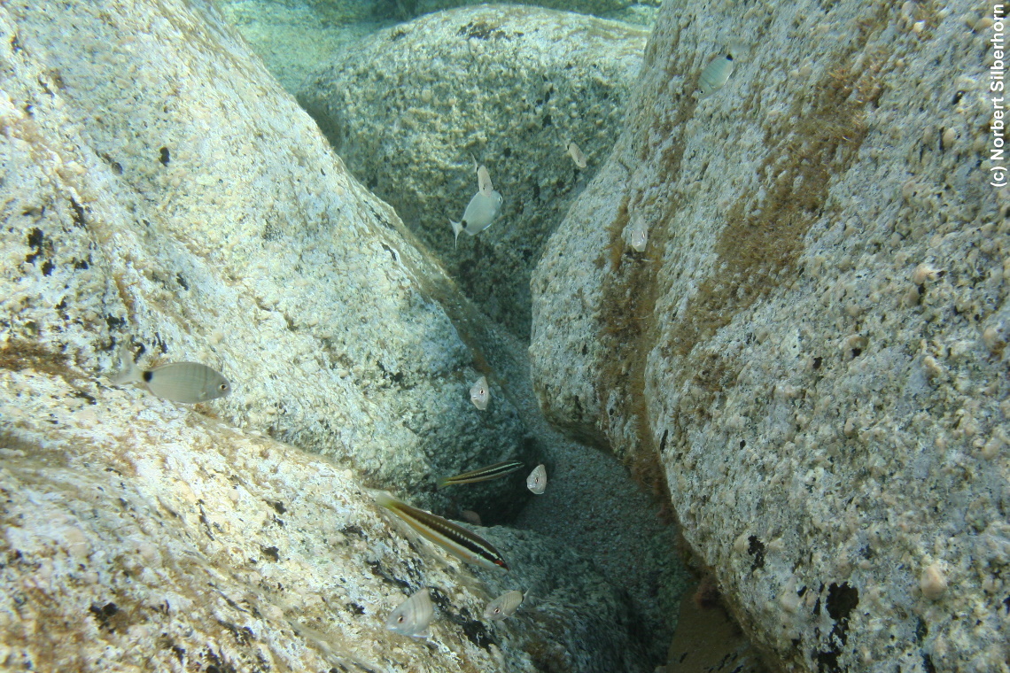 Fische zwischen Felsen (Unterwasseraufnahme), Korsika, am 25.09.2008 um 16:49:50 
, © Norbert Silberhorn