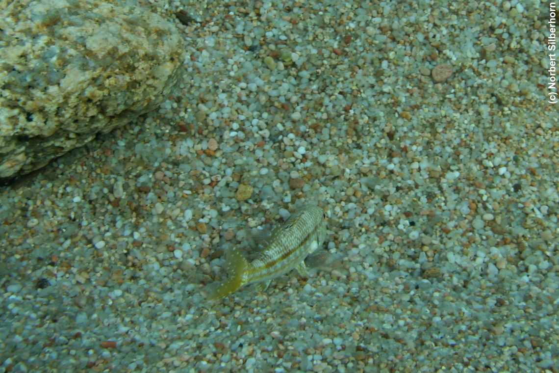 Fisch (Unterwasseraufnahme), Korsika, am 25.09.2008 um 17:06:25 
, &copy; Norbert Silberhorn