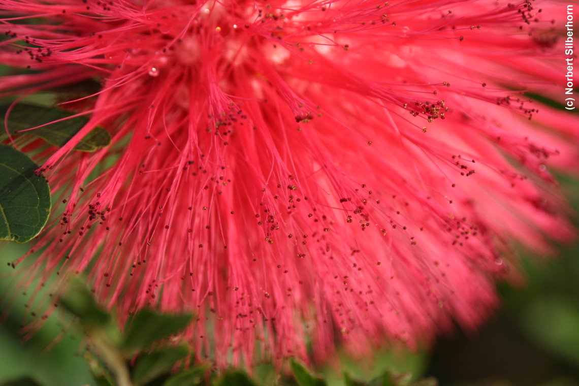 Rote Pflanzenblüte, Teneriffa, am 06.11.2012 um 16:48:13
, © Norbert Silberhorn