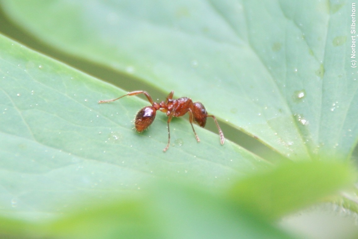 Ameise, Gremsdorf-Buch, am 06.05.2007 um 11:58:35, &copy; Norbert Silberhorn