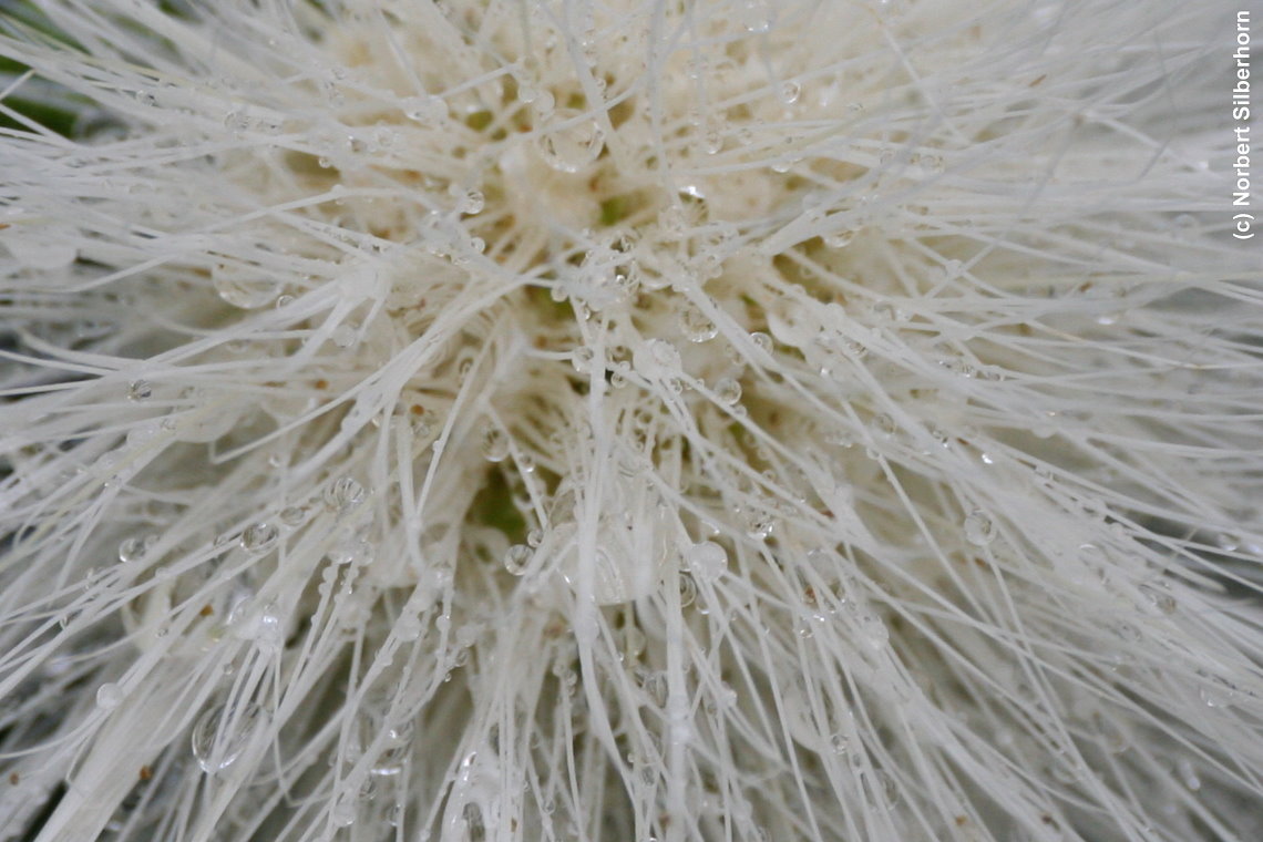 Weiße Pflanzenblüte, Teneriffa, am 06.11.2012 um 17:00:40
, © Norbert Silberhorn