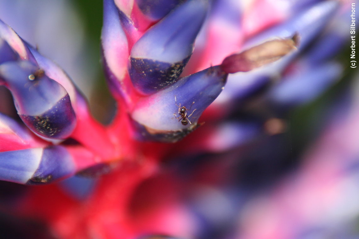 Ameise auf Pflanze, Teneriffa, am 06.11.2012 um 17:22:08 
, © Norbert Silberhorn