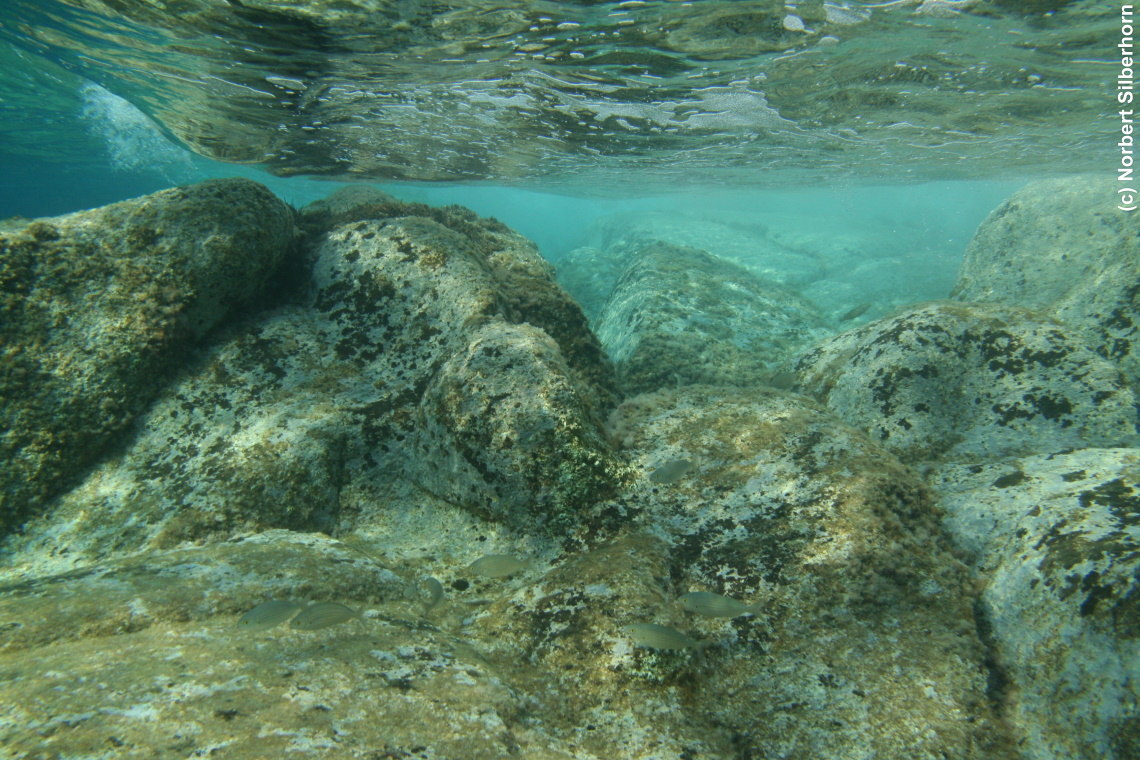 Fische (Unterwasseraufnahme), Korsika, am 25.09.2008 um 17:19:52 
, © Norbert Silberhorn