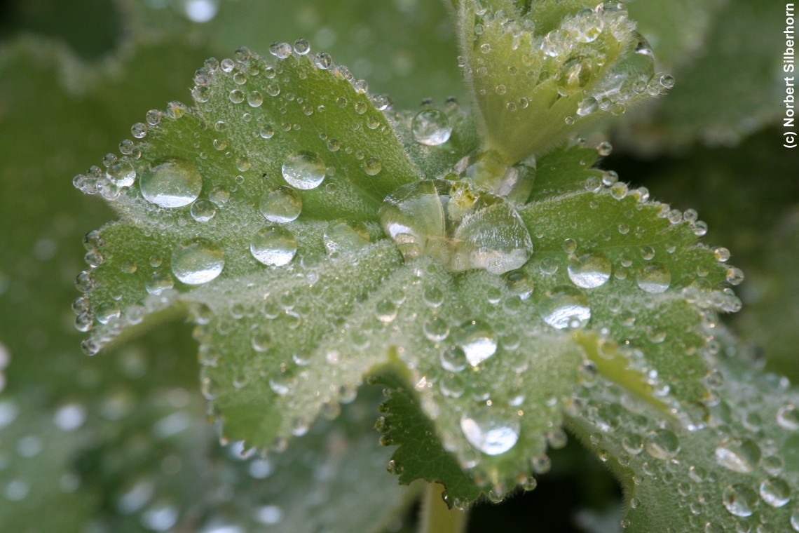 Blatt mit Wassertropfen, H&ouml;chstadt, am 16.05.2007 um 07:46:05, &copy; Norbert Silberhorn