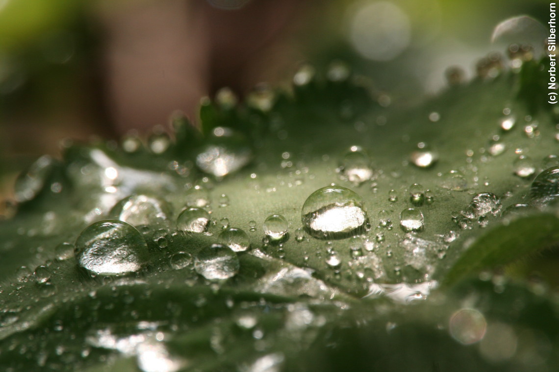 Blatt mit Wassertropfen, H&ouml;chstadt, am 16.05.2007 um 07:46:47, &copy; Norbert Silberhorn