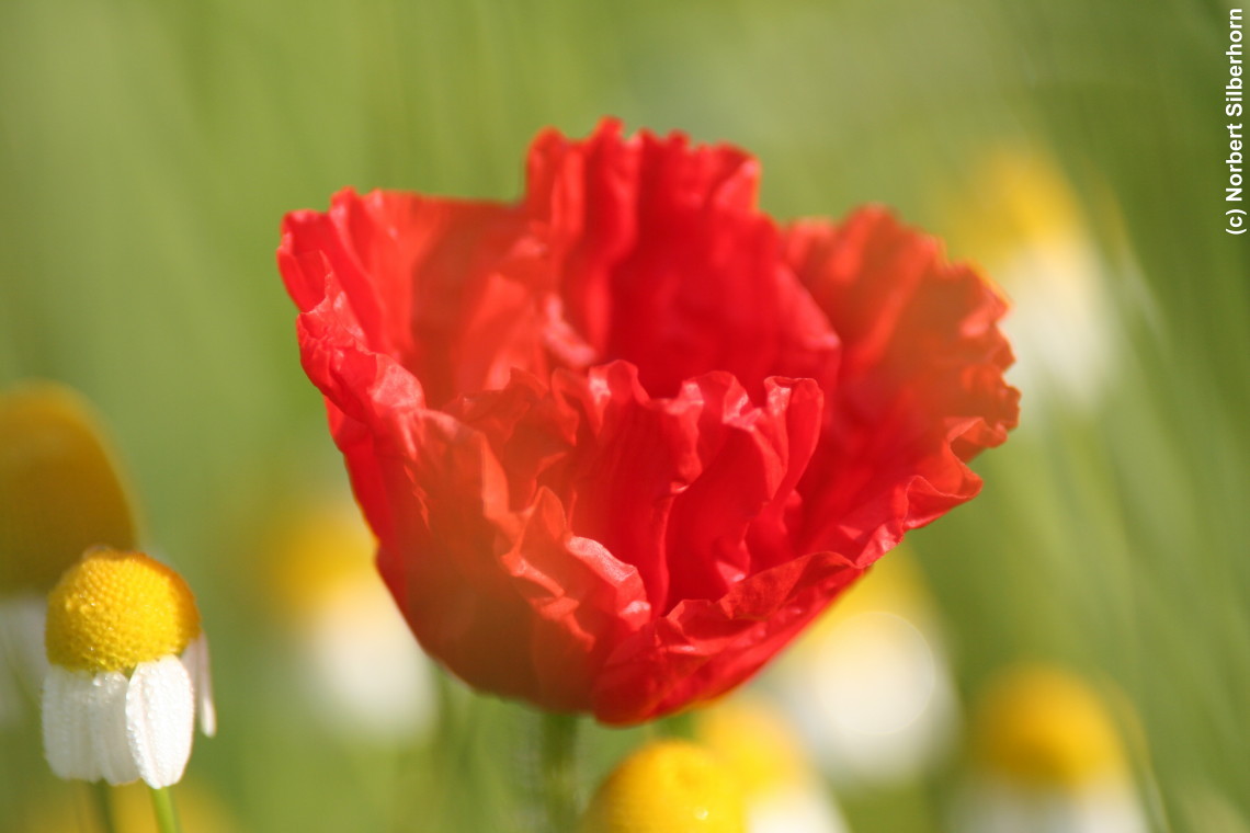 Mohnblume und Kamille, H&ouml;chstadt, am 16.05.2007 um 07:53:34, &copy; Norbert Silberhorn