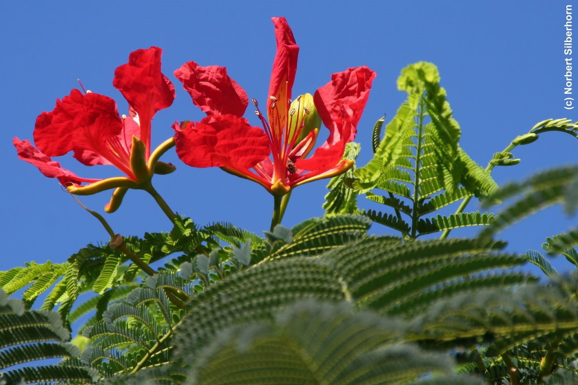 Bl&uuml;hender Baum, Teneriffa, am 09.11.2012 um 11:56:23
, &copy; Norbert Silberhorn