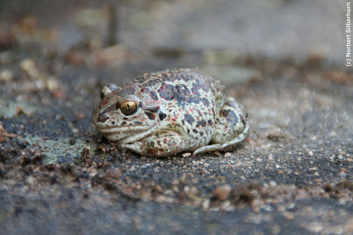 Frosch mit Goldaugen, Gremsdorf-Buch, am 06.07.2007 um 18:13:59, &copy; Norbert Silberhorn
