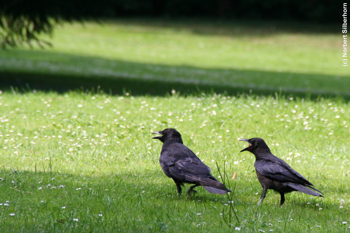 Zwei Raben, Karlsruhe, am 16.07.2007 um 17:26:51, &copy; Norbert Silberhorn