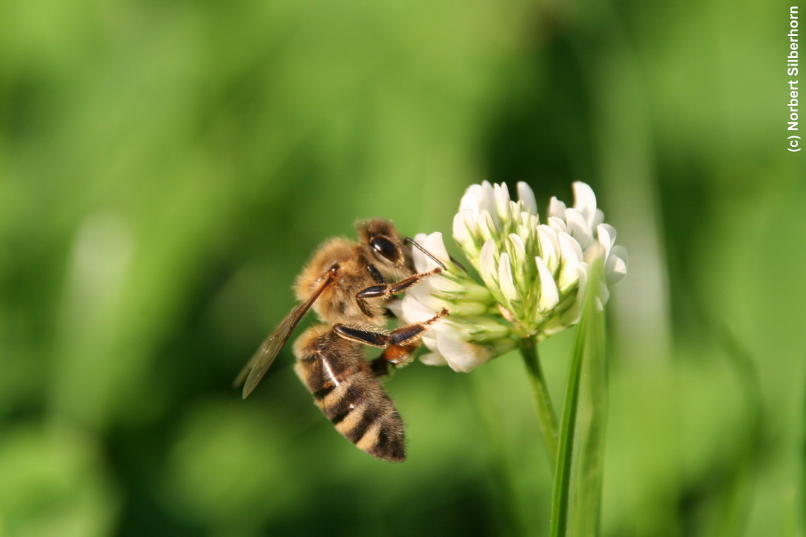 Biene auf Klee, Karlsruhe, am 18.07.2007 um 18:44:42, &copy; Norbert Silberhorn