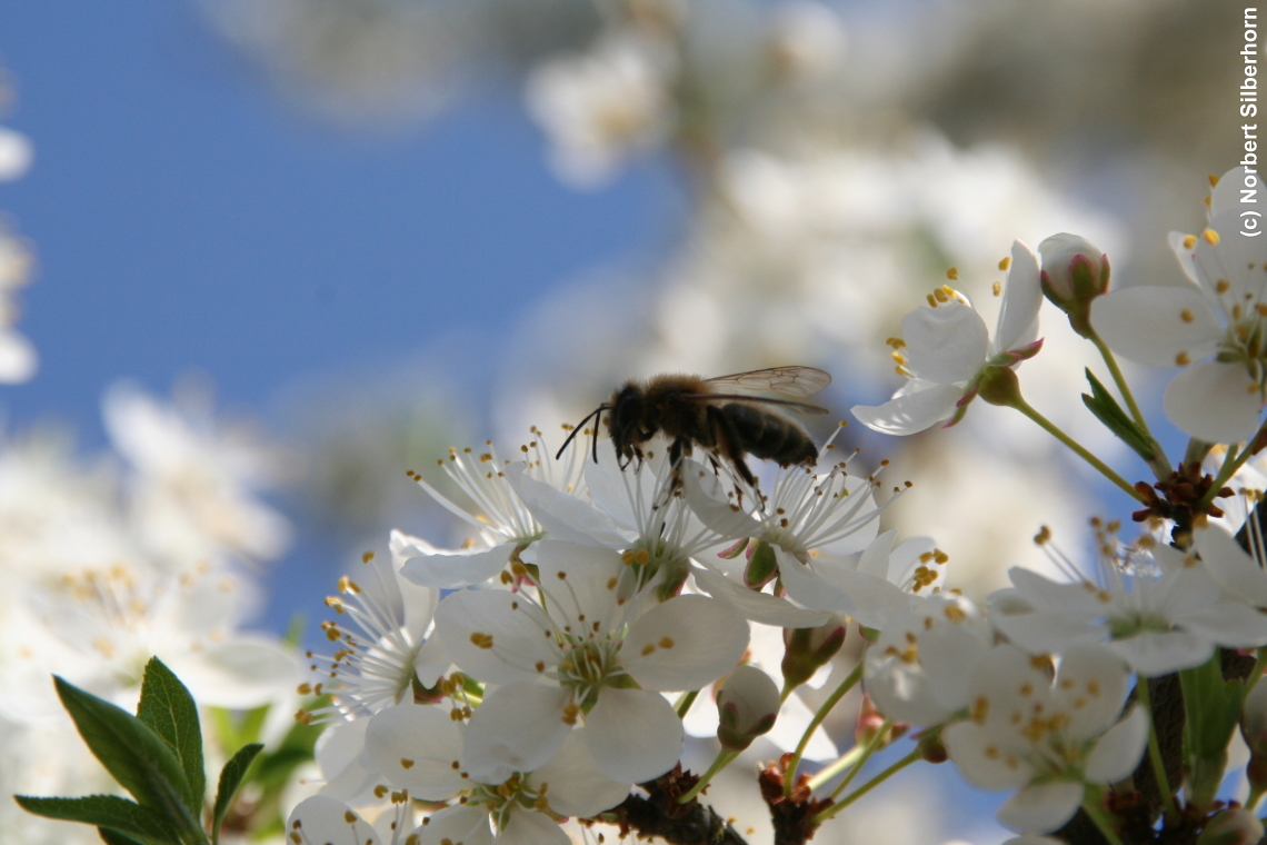 Biene im Frühling, Höchstadt, am 11.04.2006 um 16:11:33, © Norbert Silberhorn