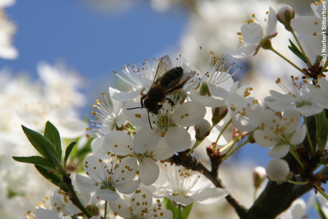 Biene im Frühling, Höchstadt, am 11.04.2006 um 16:11:38, © Norbert Silberhorn