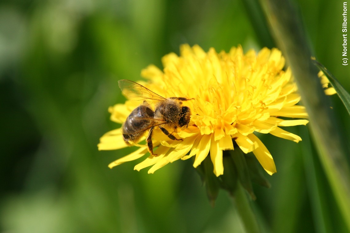 Biene auf L&ouml;wenzahn, Kalchreuth, am 19.04.2009 um 16:26:26, &copy; Norbert Silberhorn