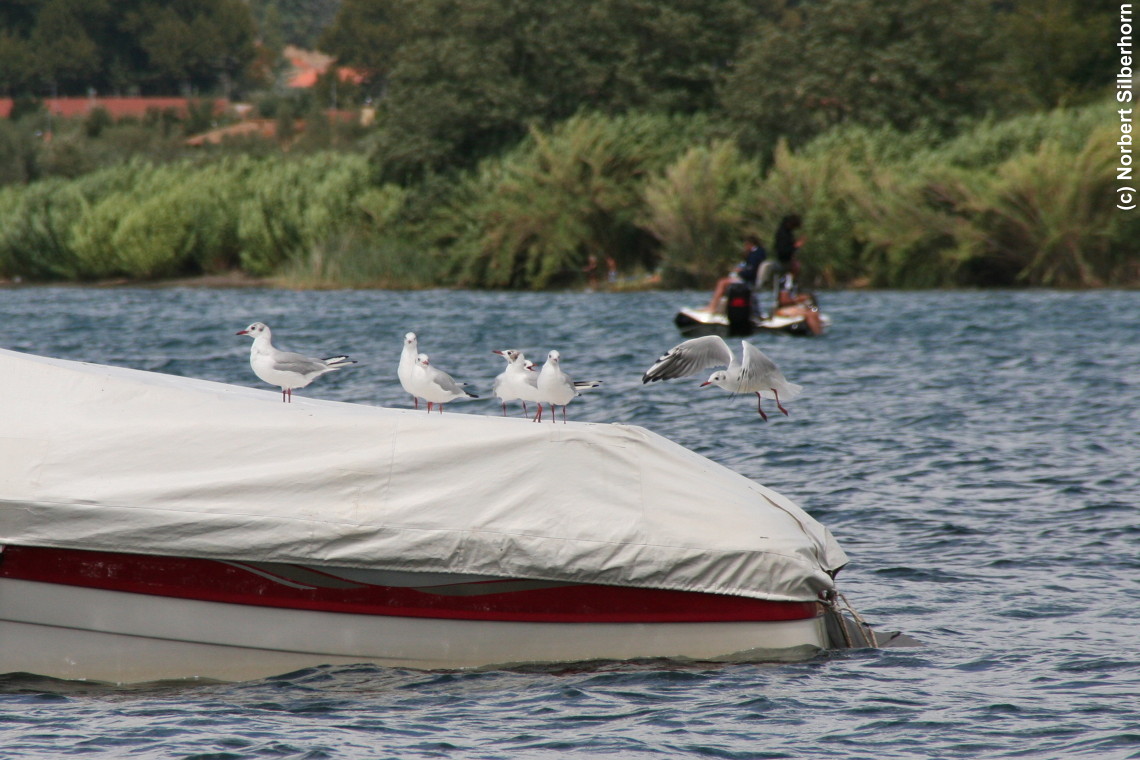 M&ouml;ven auf einem Boot, Italien - Lago di Bolsena, am 21.08.2007 um 12:32:40, &copy; Norbert Silberhorn