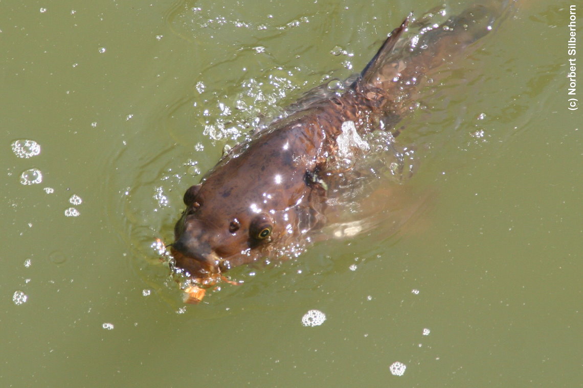 Karpfen schnappt Baguette, Vaux-le-Vicomte, am 03.09.2016 um 15:55:05
, &copy; Norbert Silberhorn