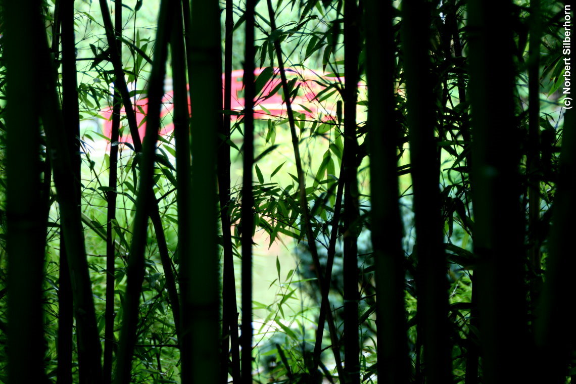 Rote Brücke hinter Bambus, Jardin Japonais, Toulouse, am 10.08.2014 um 17:32:56, © Norbert Silberhorn