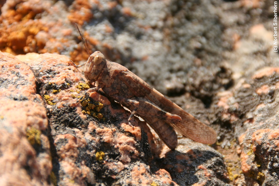 Heuschrecke, Capu Rossu - Korsika, am 12.09.2009 um 12:12:10 
, &copy; Norbert Silberhorn