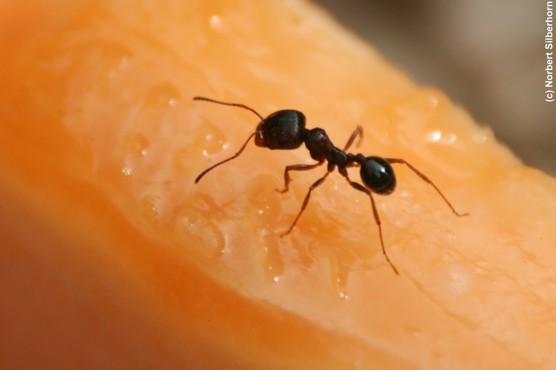 Ameise auf Melone, Italien - Rom, am 24.08.2007 um 10:21:25, &copy; Norbert Silberhorn