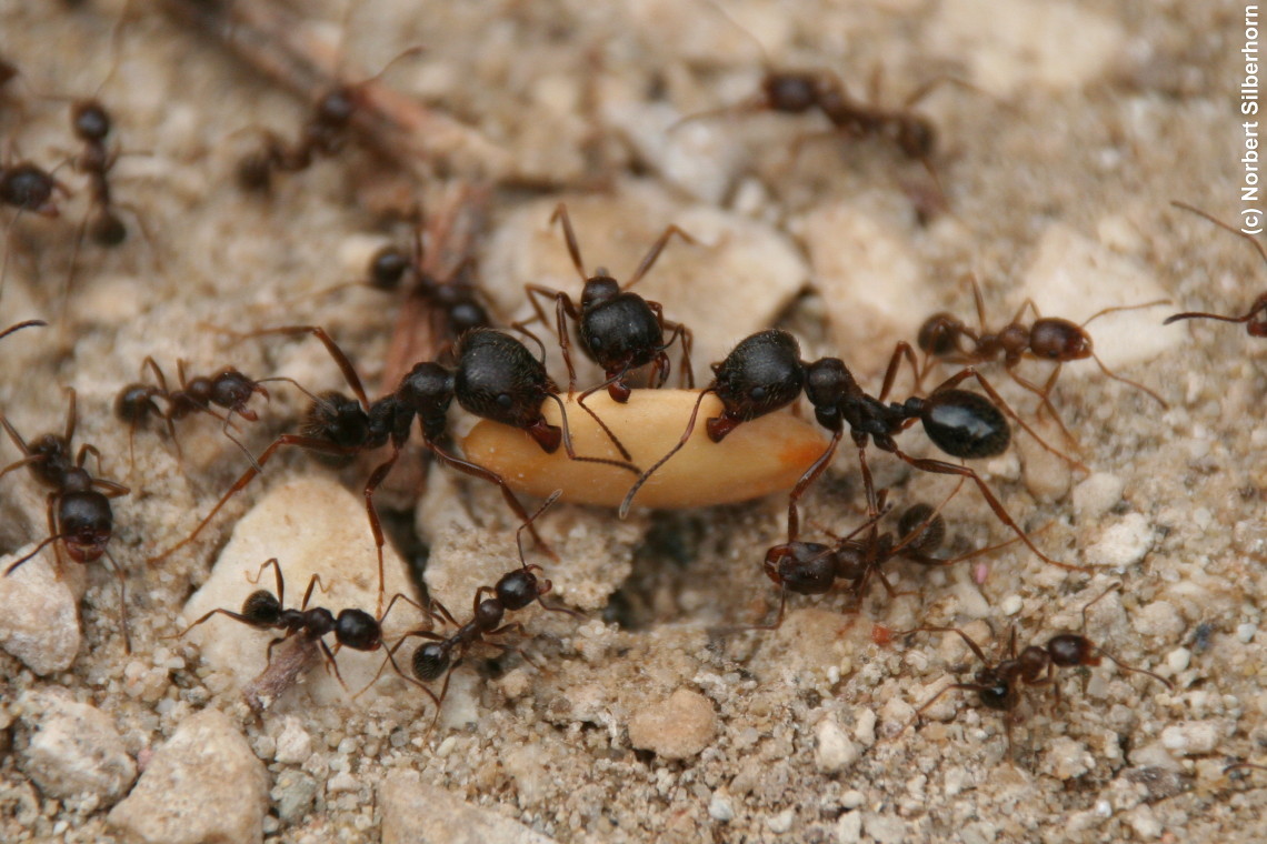 Ameisen mit Melonenkern, Italien - Rom, am 24.08.2007 um 10:24:12, &copy; Norbert Silberhorn