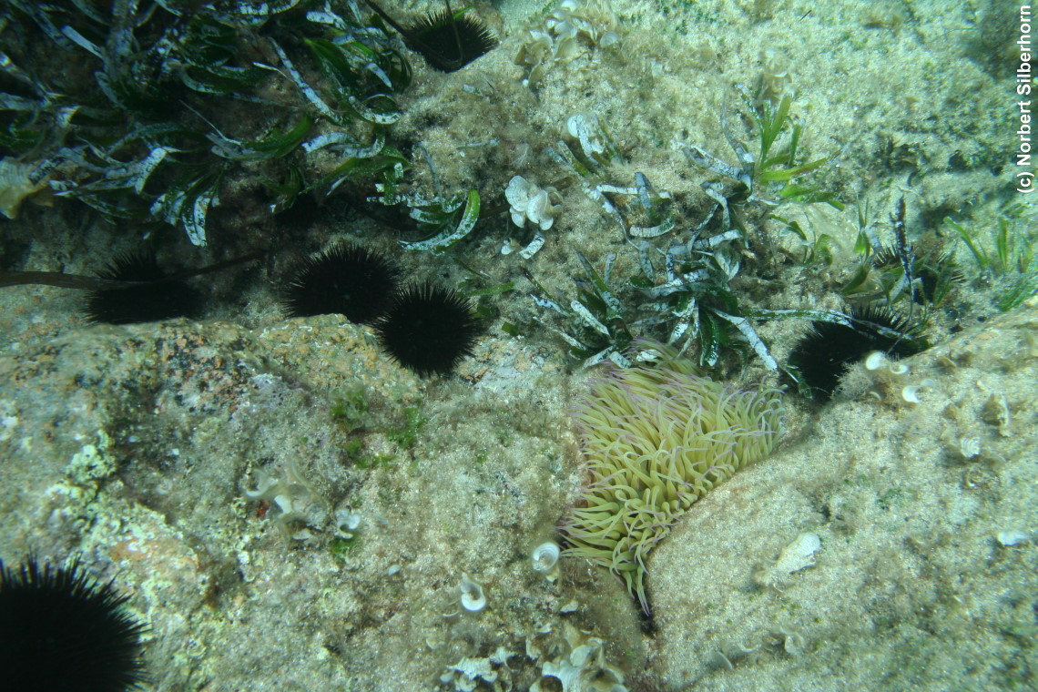 Seeanemone zwischen Seeigeln, Korsika, am 17.09.2009 um 17:01:43 
, &copy; Norbert Silberhorn