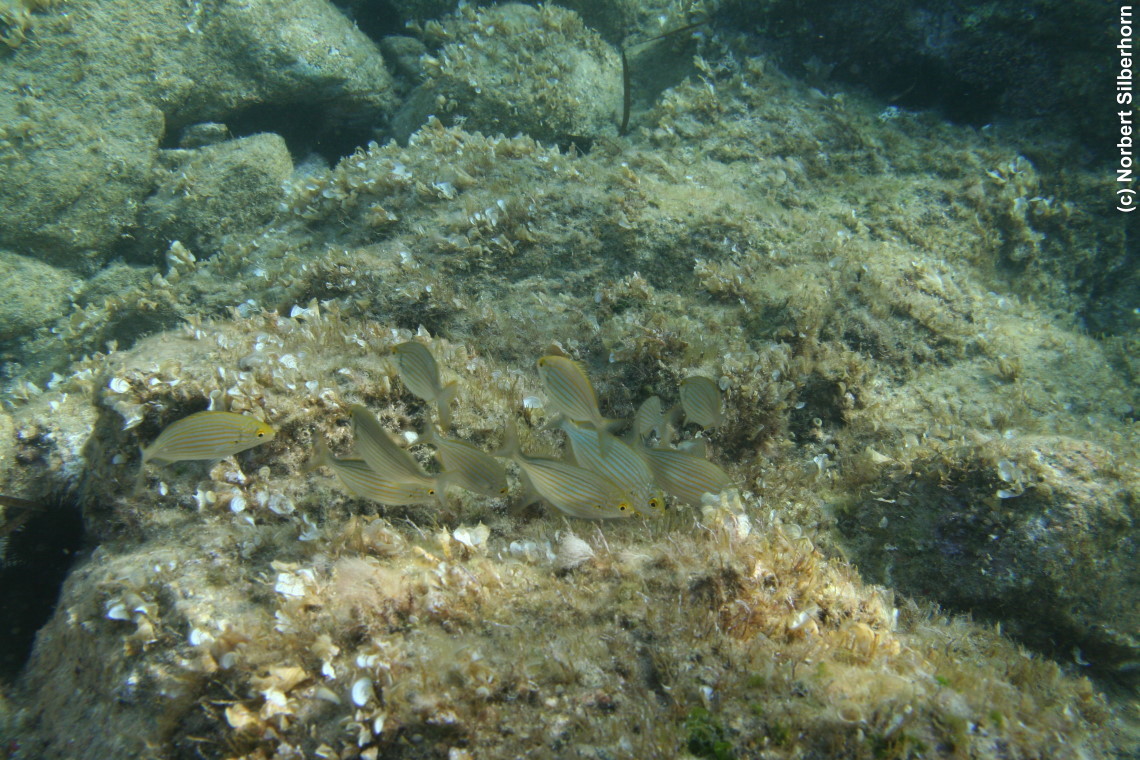 Fische, Tizzano - Korsika, am 17.09.2009 um 17:06:19 
, © Norbert Silberhorn