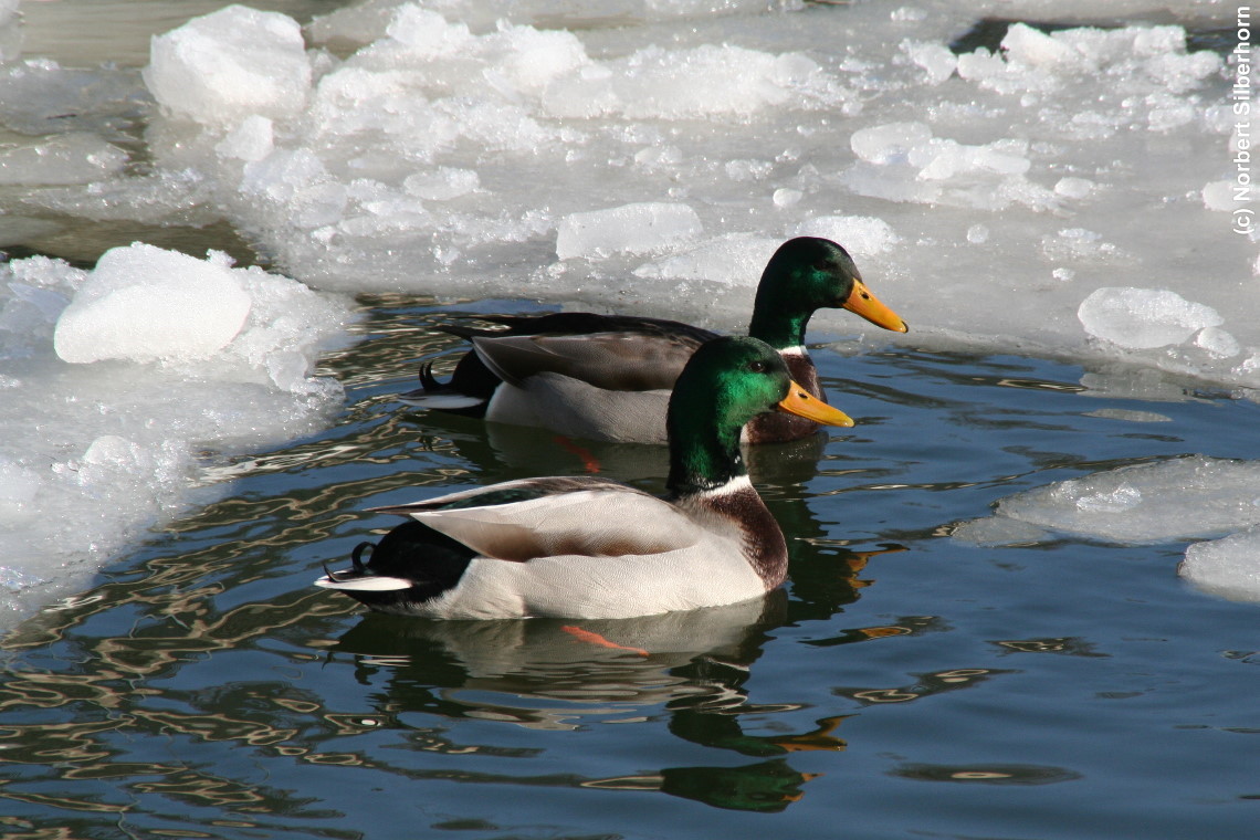 Enten in Love, Europakanal - Erlangen, am 07.02.2010 um 13:19:10
, &copy; Norbert Silberhorn