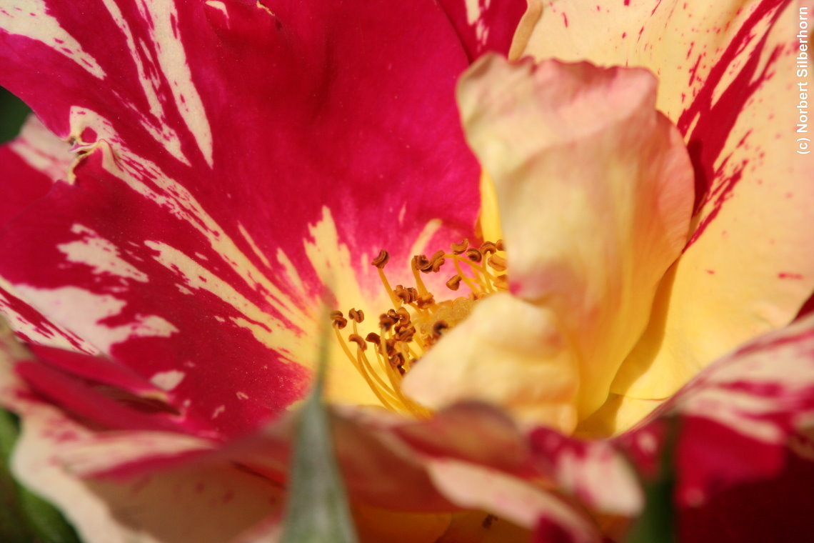 Blume, Jardins de Bagatelle - Paris, am 24.05.2015 um 10:56:12, © Norbert Silberhorn