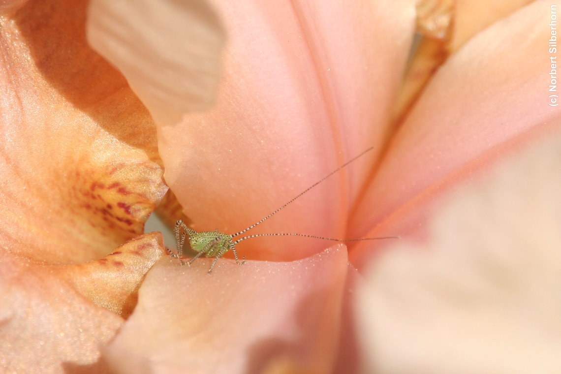 Gestreiftes Insekt, Jardins de Bagatelle - Paris, am 24.05.2015 um 11:07:32, © Norbert Silberhorn
