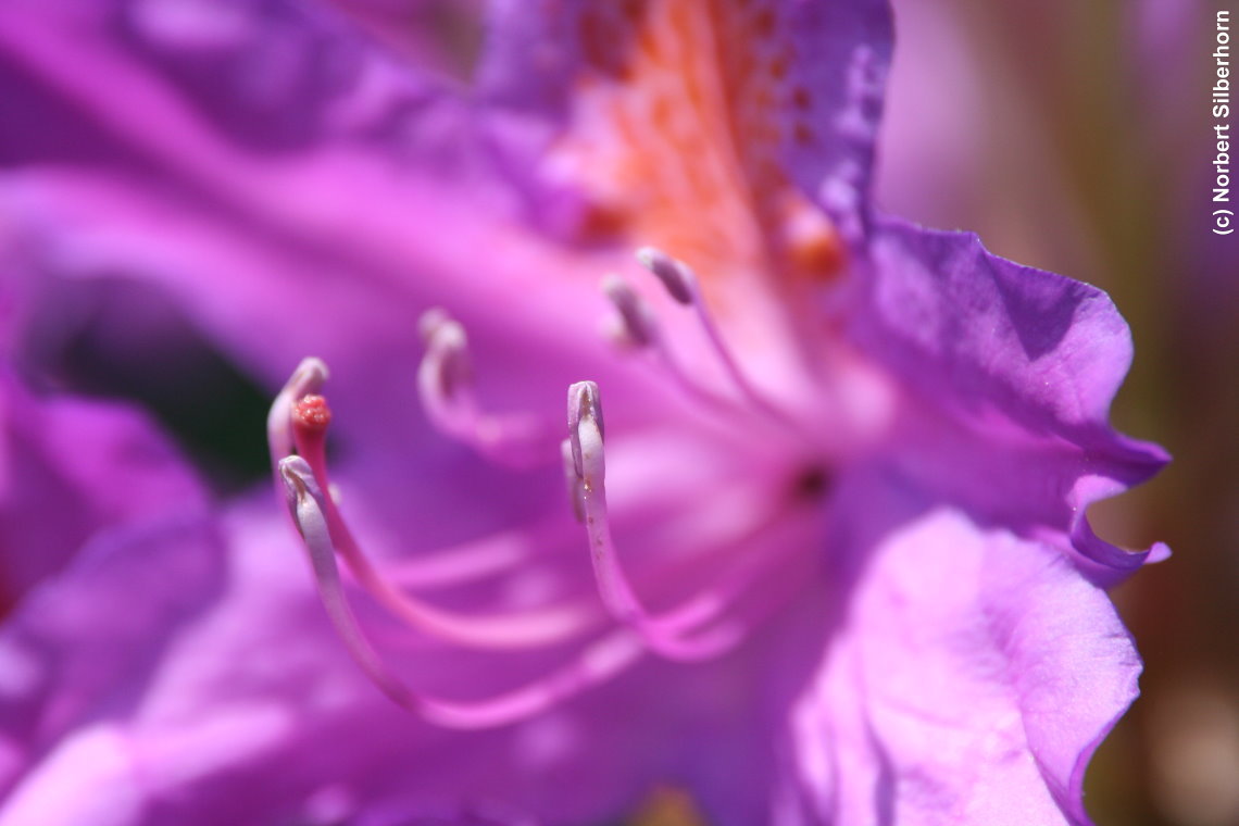 Blume, Jardins de Bagatelle - Paris, am 24.05.2015 um 11:19:47, © Norbert Silberhorn