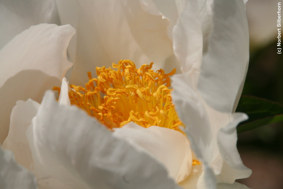Blume, Jardins de Bagatelle - Paris, am 24.05.2015 um 13:51:45, © Norbert Silberhorn