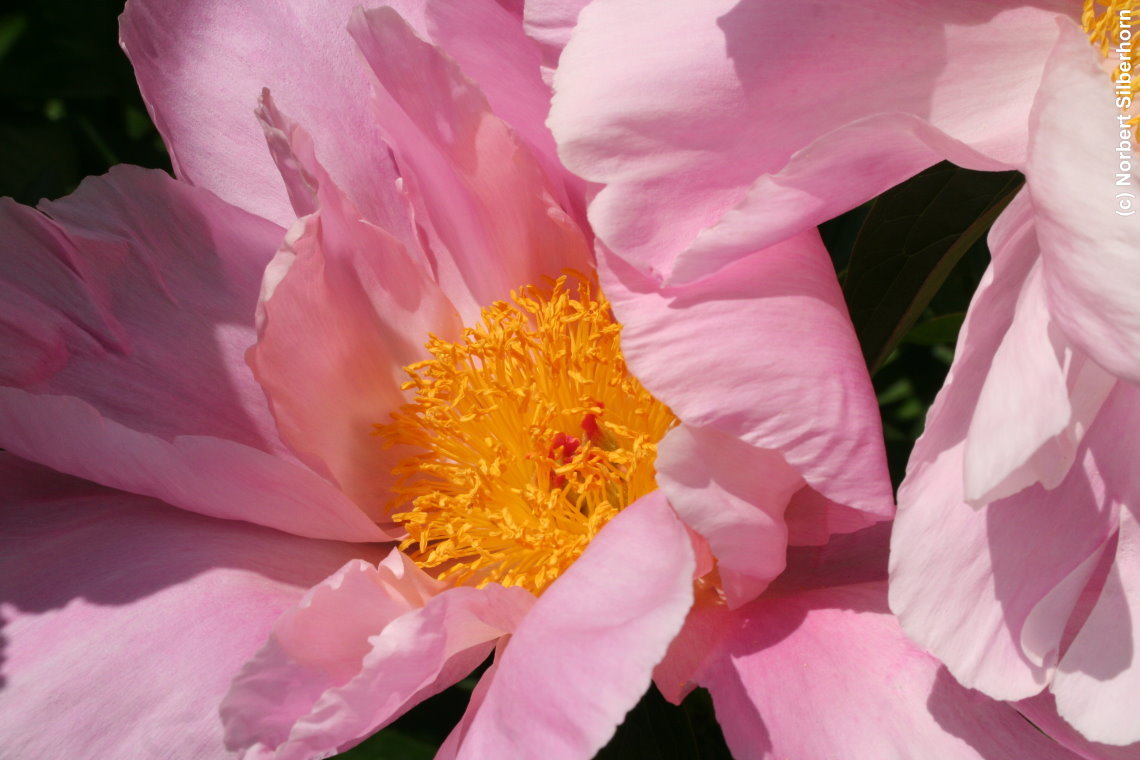 Blume, Jardins de Bagatelle - Paris, am 24.05.2015 um 13:52:13, &copy; Norbert Silberhorn