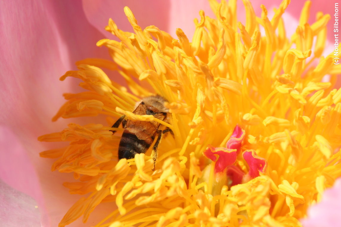 Blume mit Biene, Jardins de Bagatelle - Paris, am 24.05.2015 um 13:53:16, © Norbert Silberhorn