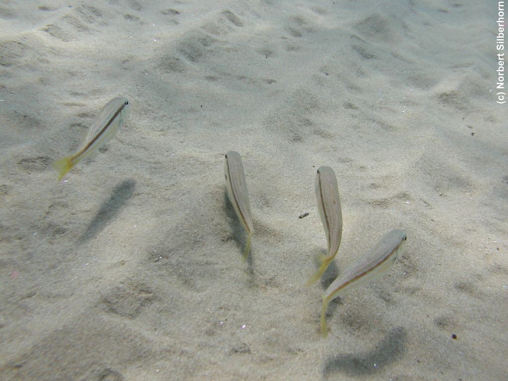 Vier Fische schweben über dem Sand, Italien - Populonia, am 29.08.2007 um 13:21:35, © Norbert Silberhorn