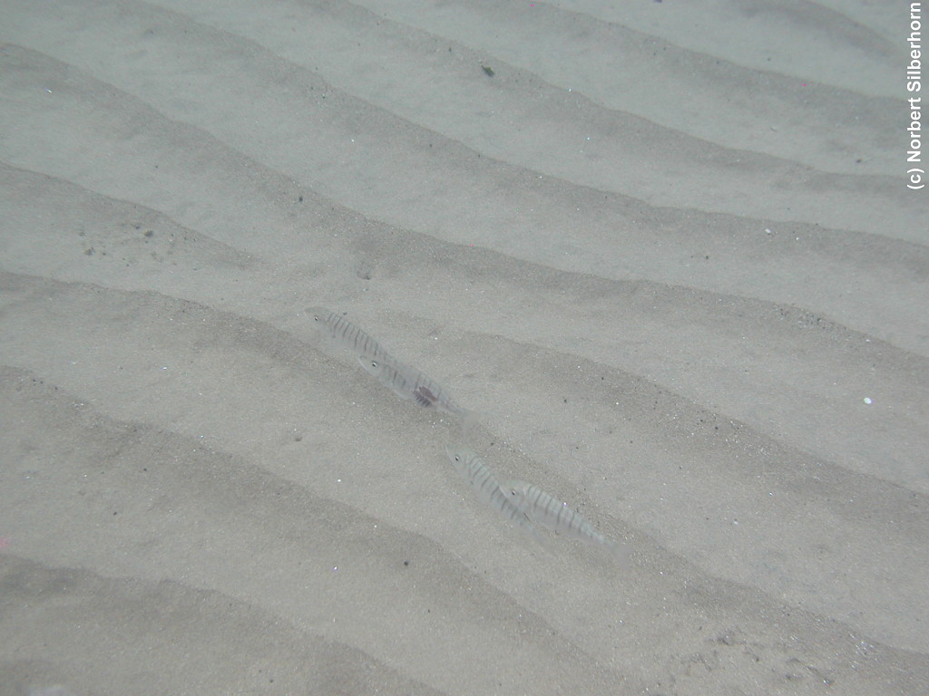 Vier Fische im Sand, Italien - Populonia, am 29.08.2007 um 16:54:34, © Norbert Silberhorn