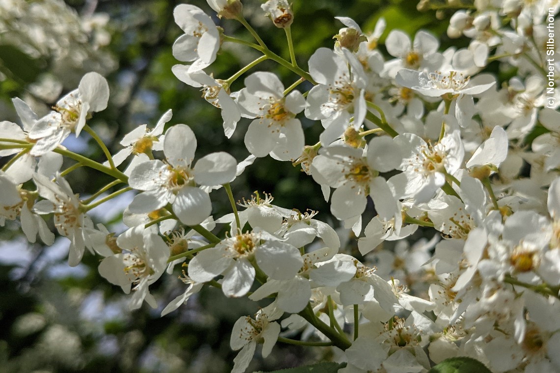 Bl&uuml;hender Baum, bei M&ouml;hrendorf, am 26.04.2025 um 14:39:56
, &copy; Norbert Silberhorn