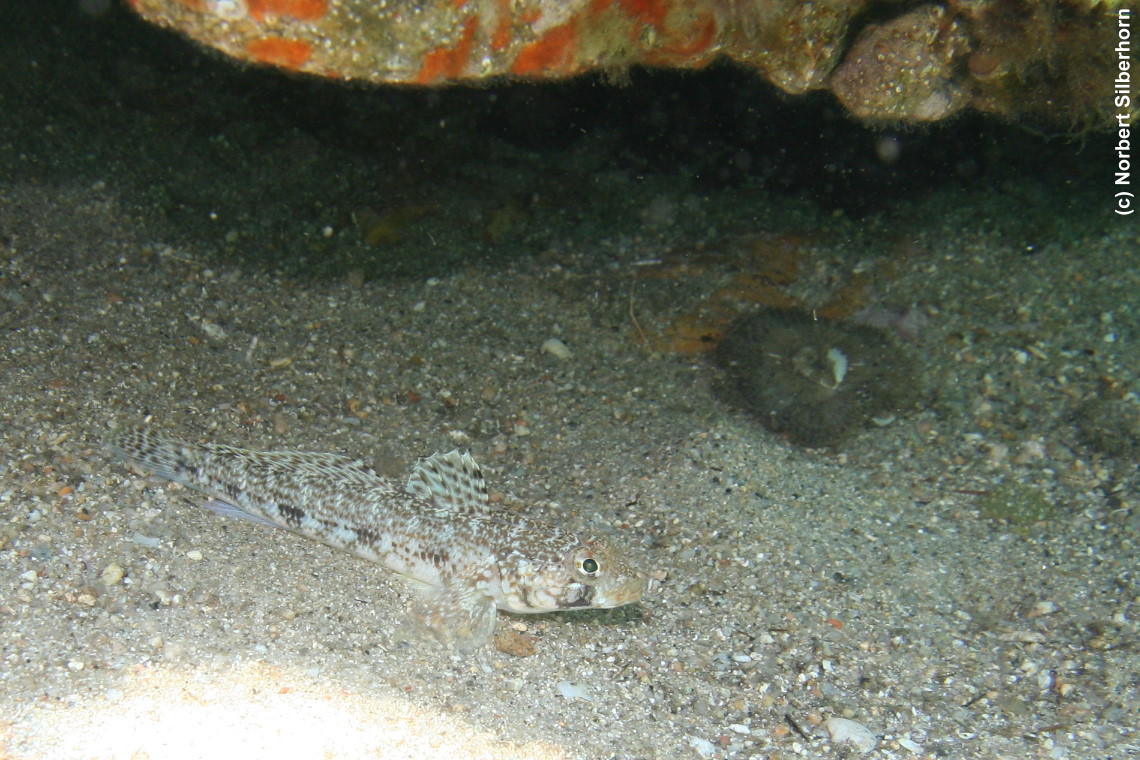 Fisch (Unterwasseraufnahme), Sardinien, am 08.07.2010 um 14:50:27 
, © Norbert Silberhorn