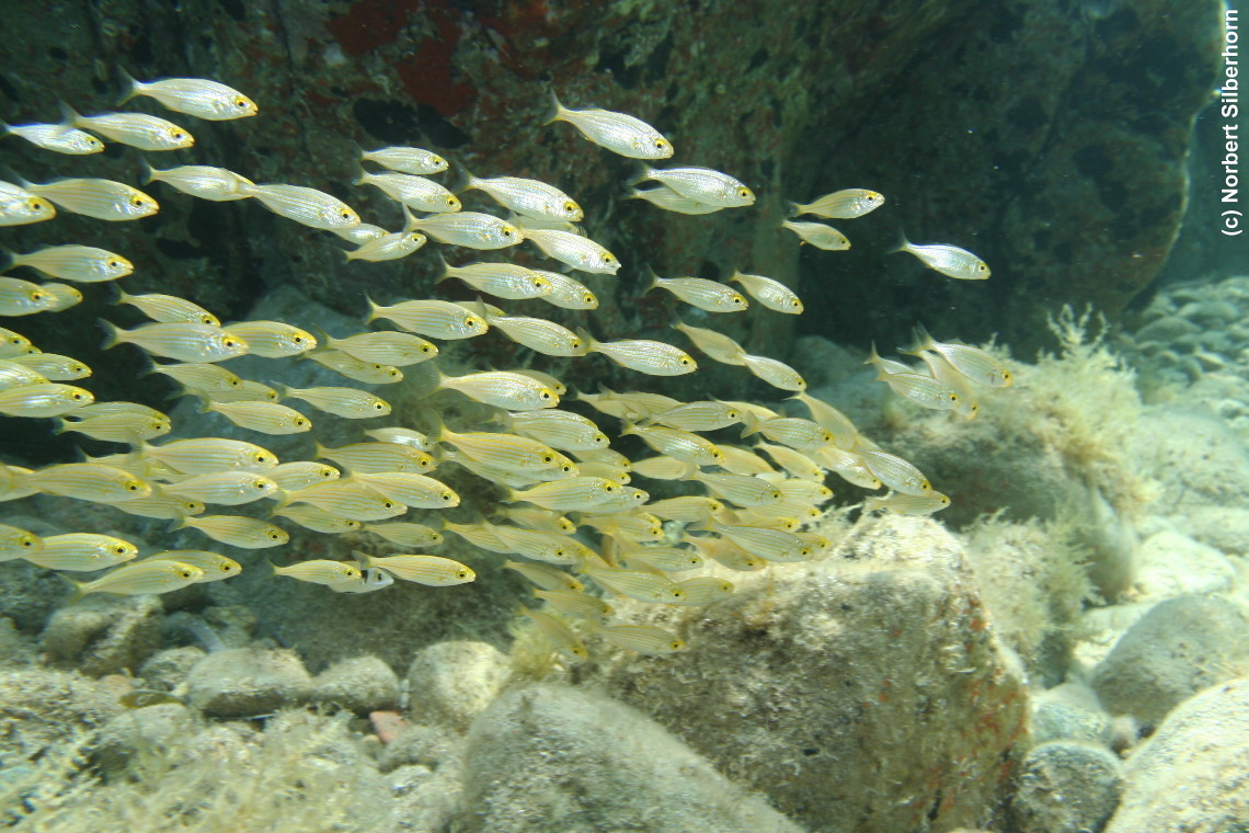 Fischschwarm (Unterwasseraufnahme), Sardinien, am 09.07.2010 um 14:23:28 
, © Norbert Silberhorn