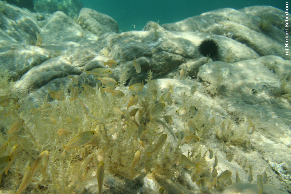 Fischschwarm (Unterwasseraufnahme), Sardinien, am 09.07.2010 um 14:27:49 
, © Norbert Silberhorn