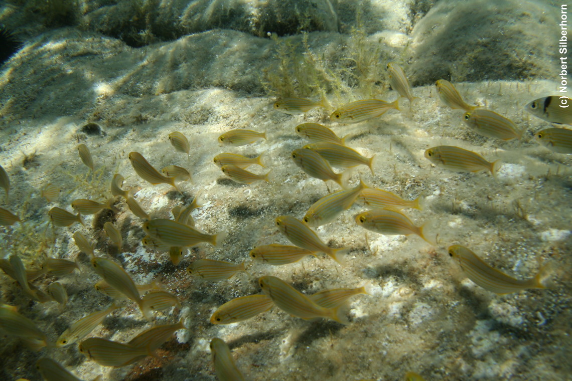 Fischschwarm (Unterwasseraufnahme), Sardinien, am 09.07.2010 um 14:27:57 
, © Norbert Silberhorn