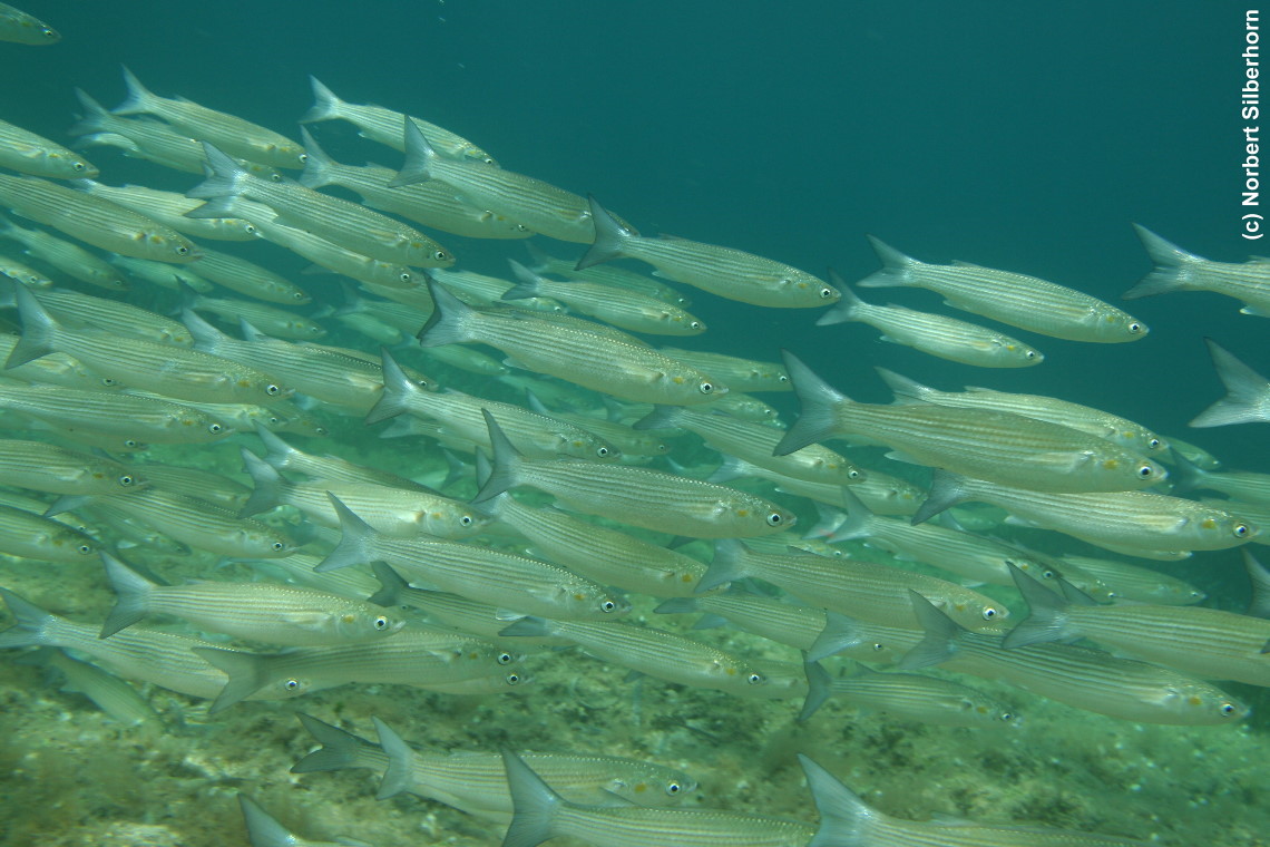 Fischschwarm (Unterwasseraufnahme), Sardinien, am 09.07.2010 um 14:38:40 
, © Norbert Silberhorn