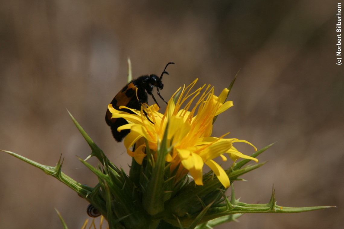 Gelbe Blume mit Käfer, Sardinien, am 10.07.2010 um 10:26:37 
, © Norbert Silberhorn