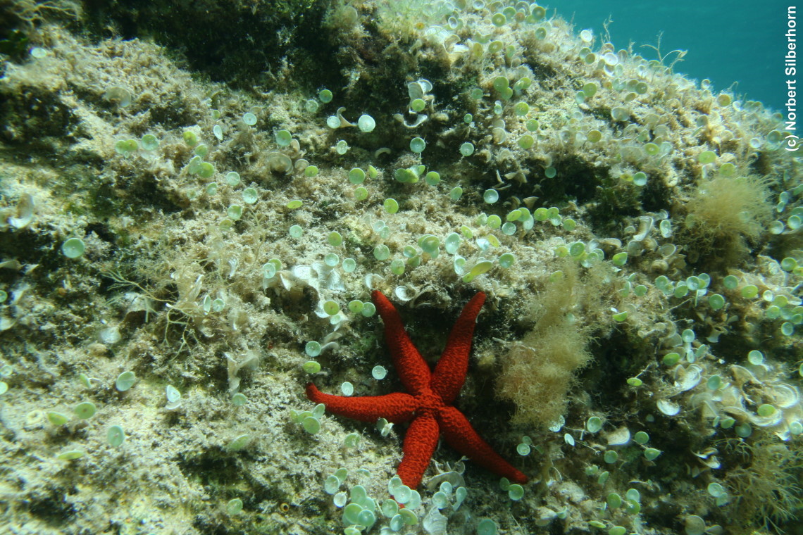 Roter Seestern (Unterwasseraufnahme), Sardinien, am 10.07.2010 um 14:18:24 
, © Norbert Silberhorn